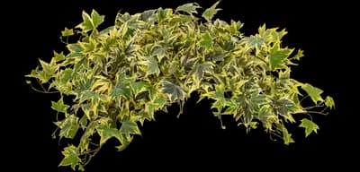 Yellow Ripple Ivy