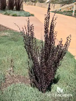 Barberry Bush
