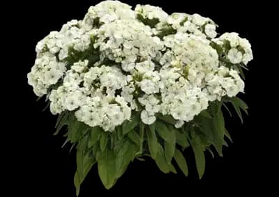 Dart White dianthus