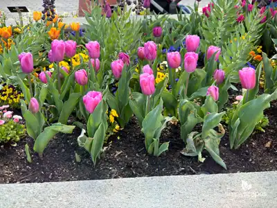 Tulip 'Fortress'