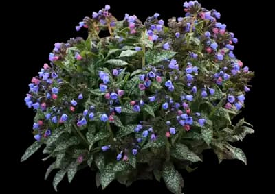 Pink-a-Blue™ Lungwort