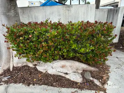 Coco plum