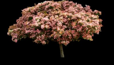 Rosalinda™ Indian Hawthorne