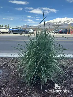 Lemon Grass Plant (Cymbopogon citratus)