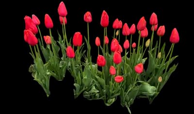 Tulip 'Avignon Single Late'