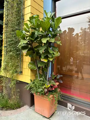 Fiddle-Leaf Fig Tree