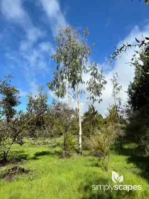 Lemon-scented gum