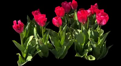 Tulip 'Lady Van Eijk'