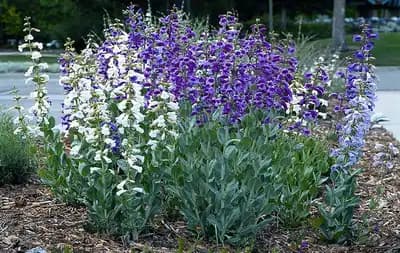 Large Beardtongue (Penstemon)
