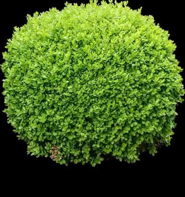 Green Velvet Boxwood Shrub