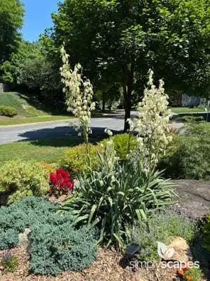 Adam's Needle Yucca