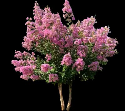 Hopi Crape Myrtle