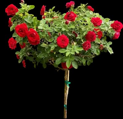 Dancing in the Dark™ Rose Tree