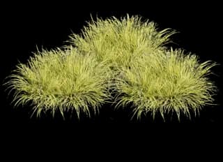 Sweet Flag Grass