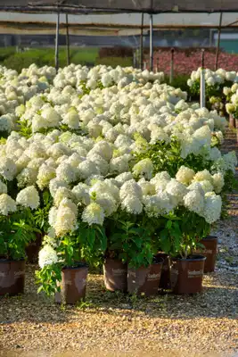 Hydrangea White Wedding®