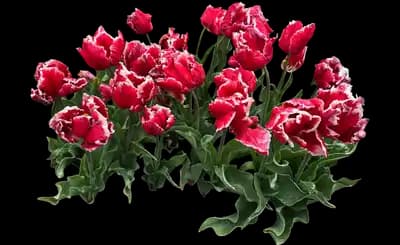Tulip 'Dee Jay Parrot'