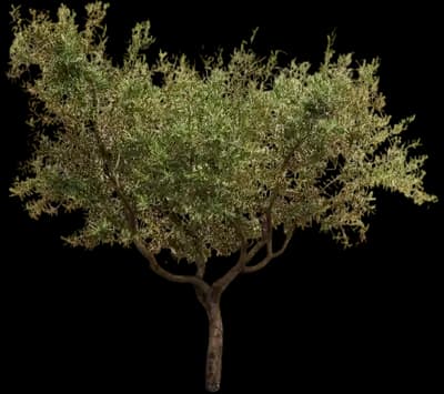 Frantoio Olive Tree