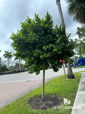 Citrus Tree