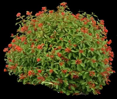 Firebush