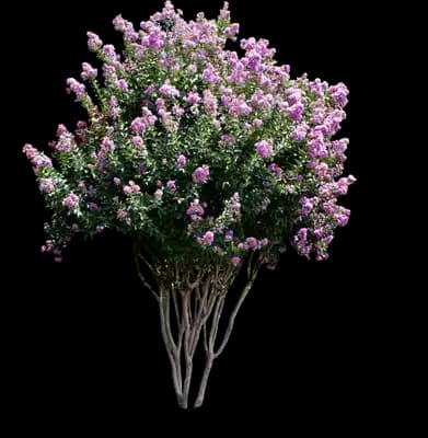 Catawba Crape Myrtle Tree