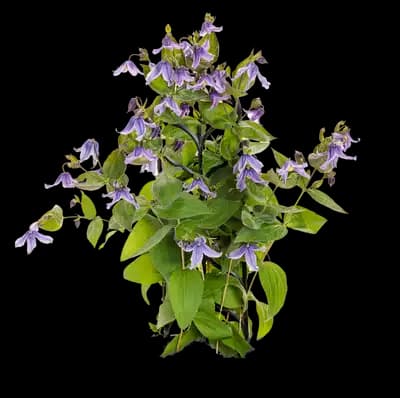 Clematis Plants