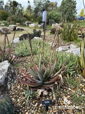 Fan Aloe