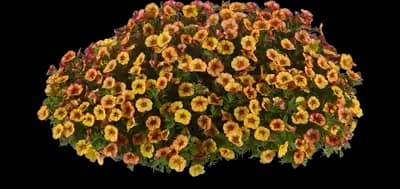 MiniFamous® Neo Ember Eclipse Calibrachoa