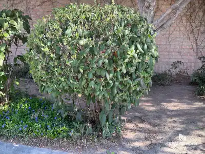 Leatherleaf Viburnum