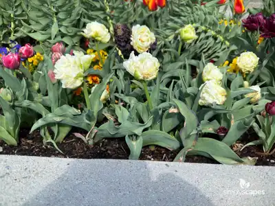 Tulip 'Avant Garde'