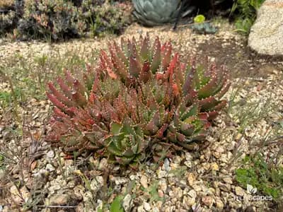 Mitre Aloe