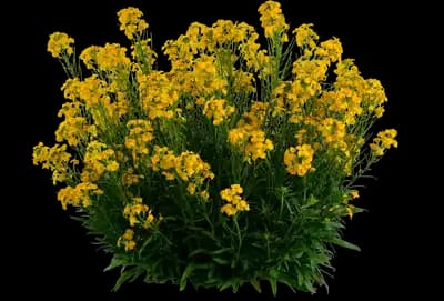 Sunstrong™ Yellow Erysimum hybrida