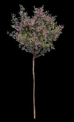 Red Pixie Lilac Tree