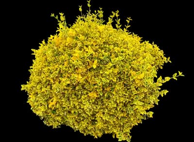 Golden Euonymus Shrub