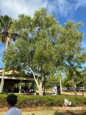 Earleaf Acacia