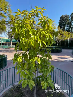Yulan Magnolia Tree