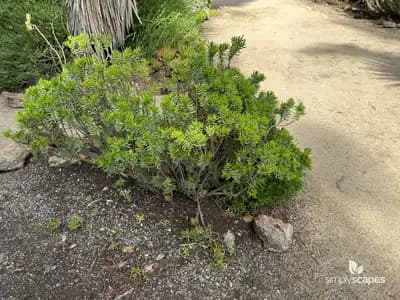 Mini pine tree