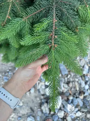 Compact Engelmann Spruce