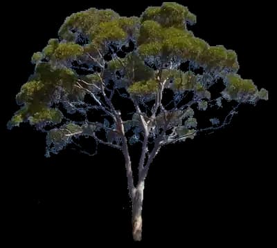 Eucalyptus Tree