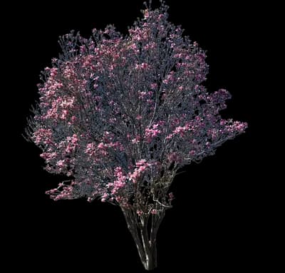Kwanzan Flowering Cherry