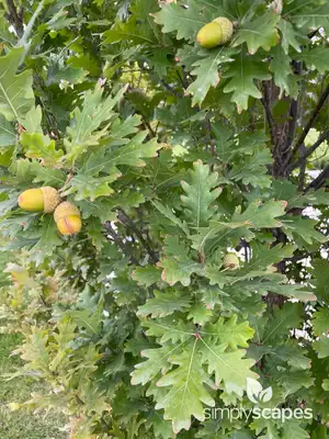 Columnar English Oak