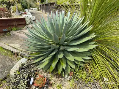Toumey's Agave Bella