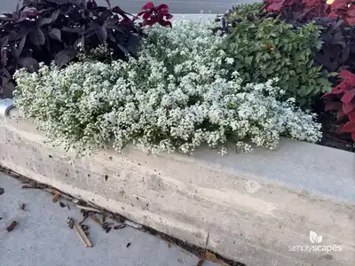 Sweet Alyssum (Lobularia)