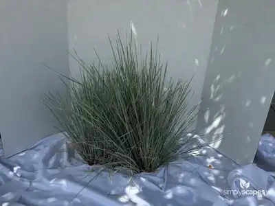Spreading Rush