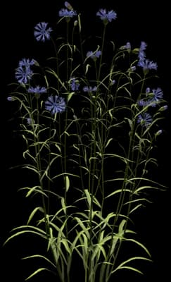 Cornflower Plant
