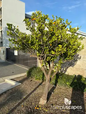 Dancy Tangerine Tree