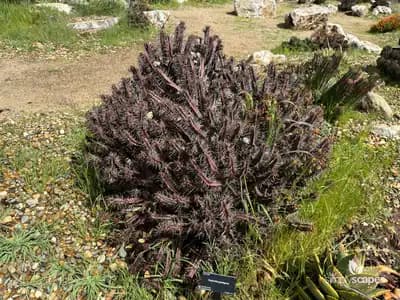 Five-angled spurge