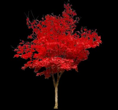 Osakazuki Japanese Maple