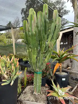 African Milk Tree Cactus
