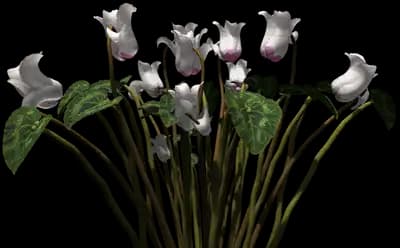 Persian Cyclamen