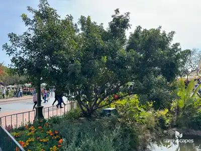 Brazilian Pepper Tree